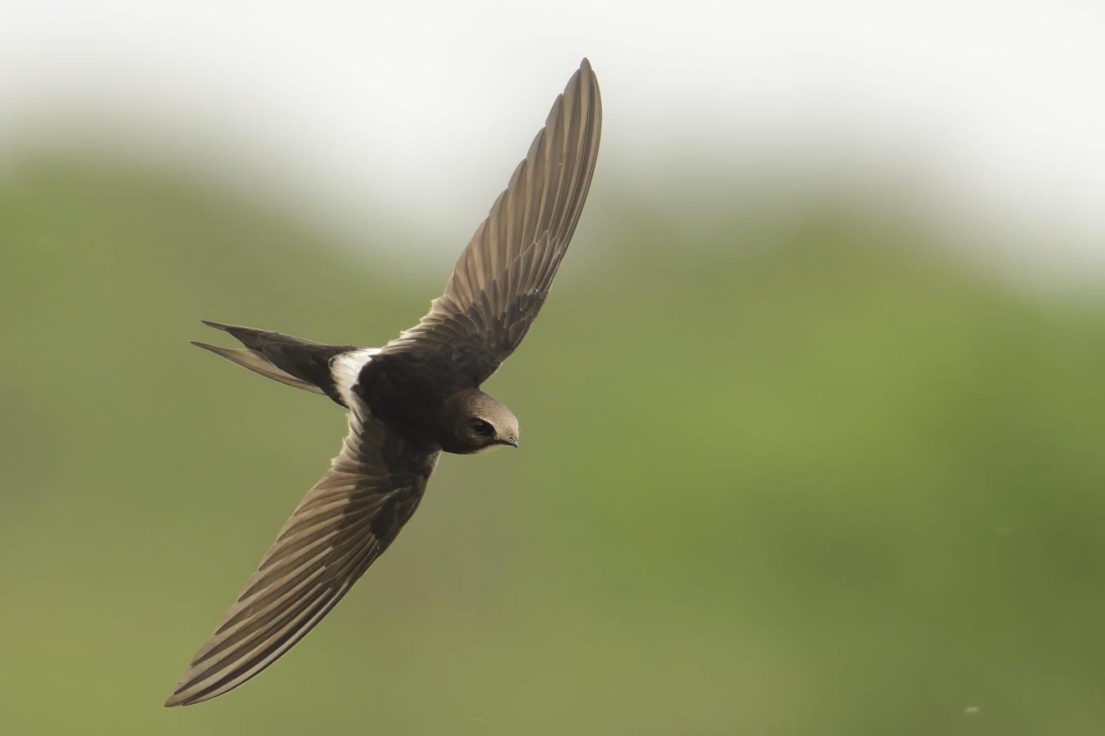 image White-rumped Swift